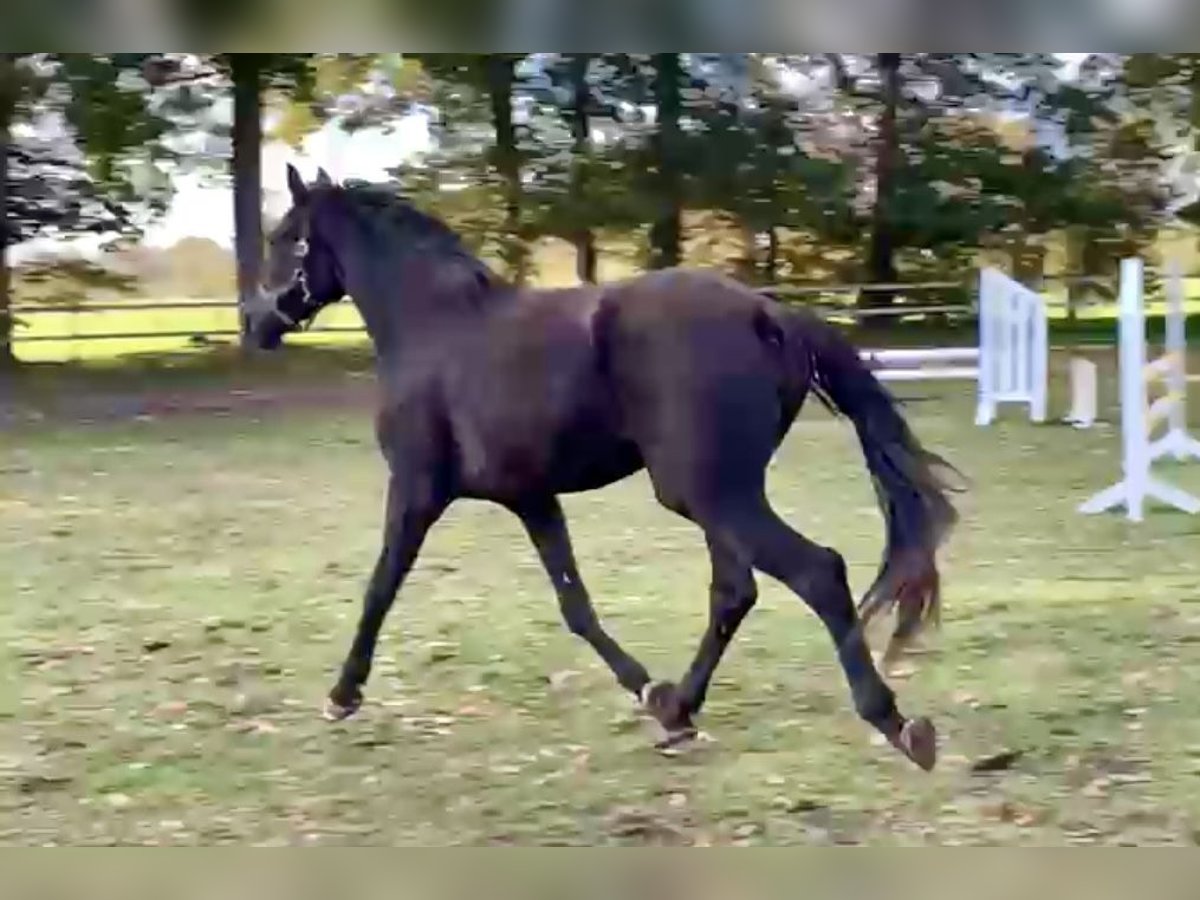 Hannoveraan Merrie 2 Jaar 168 cm Zwart in Adelheidsdorf