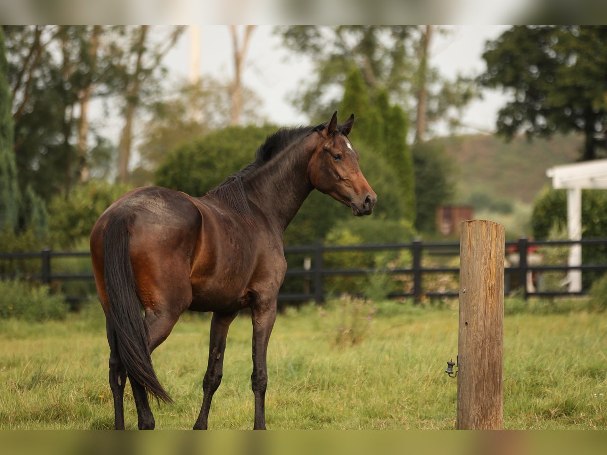 Hannoveraan Merrie 2 Jaar 170 cm Zwartbruin in Moers