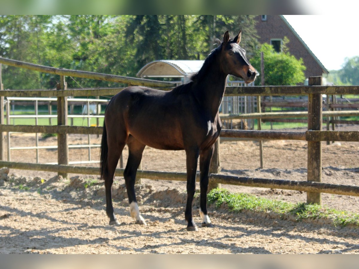 Hannoveraan Merrie 2 Jaar 172 cm Zwartbruin in Kutenholz