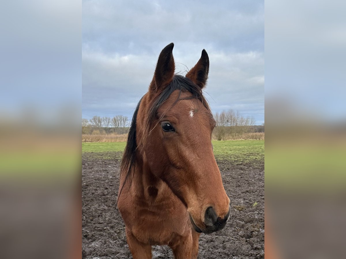 Hannoveraan Merrie 2 Jaar 173 cm Bruin in Babenhausen