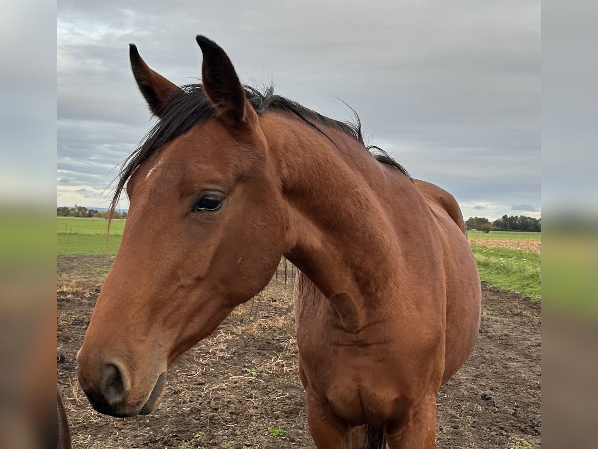 Hannoveraan Merrie 2 Jaar 173 cm Bruin in Babenhausen