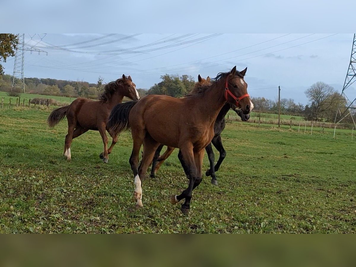 Hannoveraan Merrie 2 Jaar Bruin in Hamm