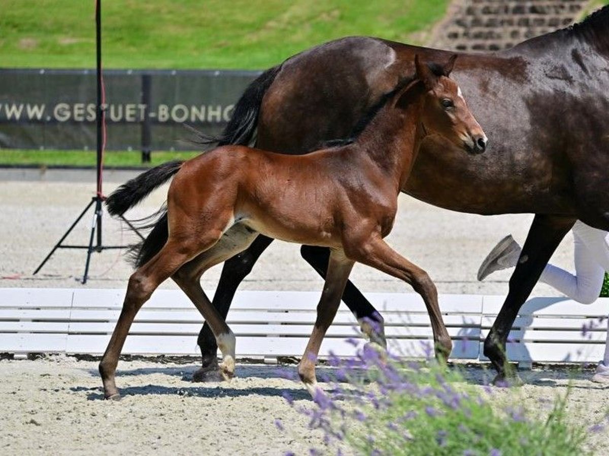 Hannoveraan Merrie 2 Jaar Donkerbruin in Calau