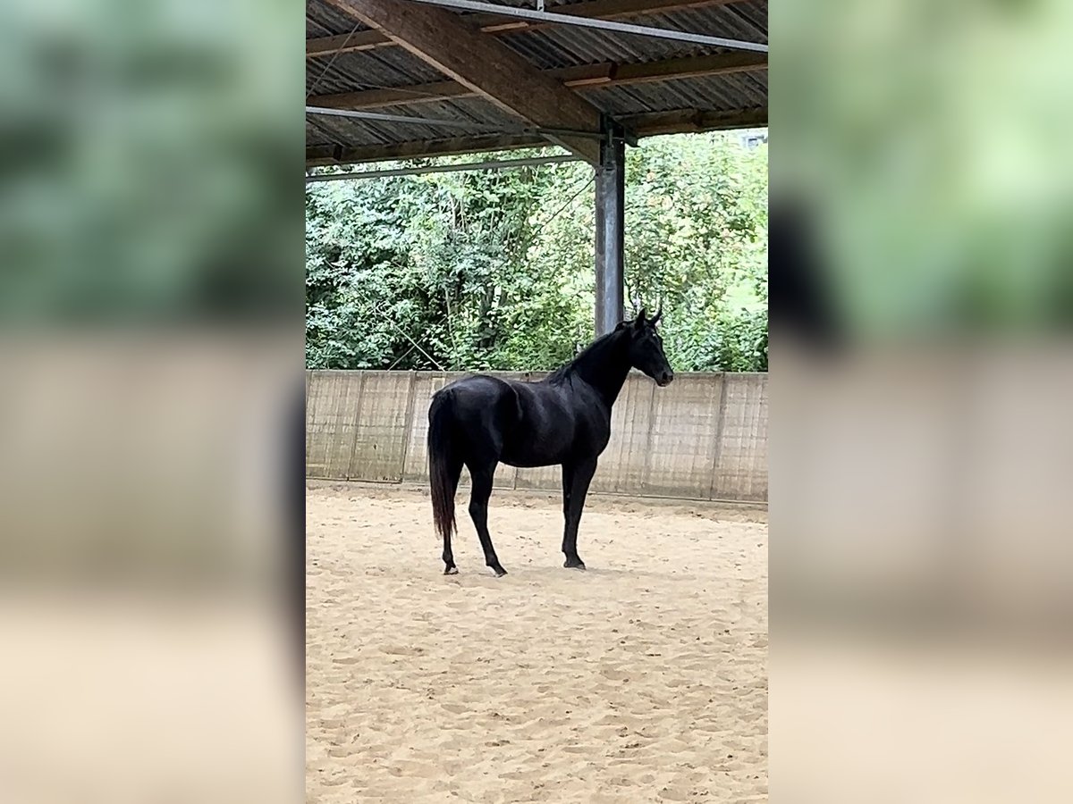 Hannoveraan Merrie 2 Jaar kan schimmel zijn in Morsbach