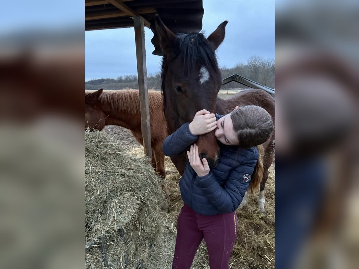 Hannoveraan Merrie 2 Jaar in Rommerskirchen