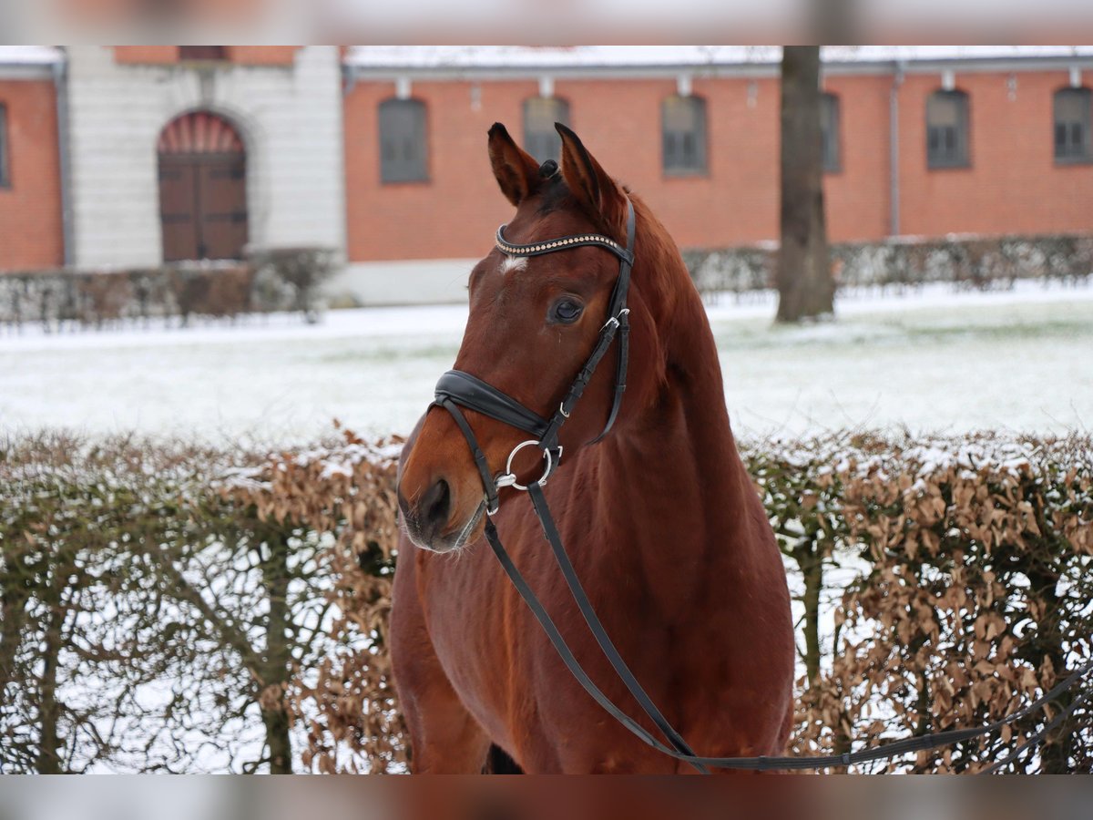 Hannoveraan Merrie 3 Jaar 152 cm Bruin in Celle