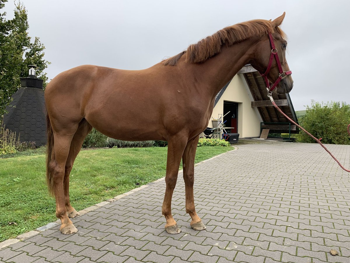 Hannoveraan Merrie 3 Jaar 158 cm Vos in Ayeneux