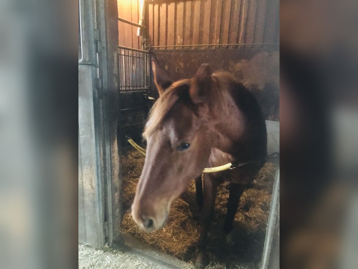 Hannoveraan Merrie 3 Jaar 158 cm Vos in Ettringen