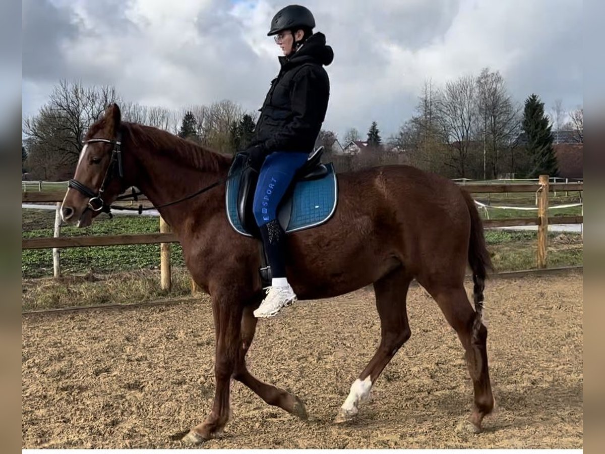 Hannoveraan Merrie 3 Jaar 158 cm Vos in Weil