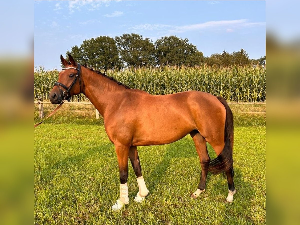 Hannoveraan Merrie 3 Jaar 160 cm Bruin in Worpswede