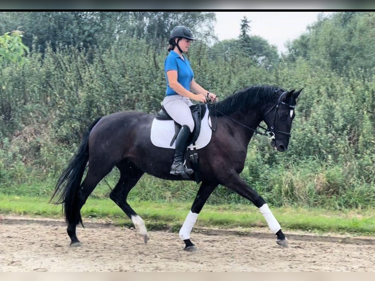 Hannoveraan Merrie 3 Jaar 161 cm Zwartbruin in Dörverden