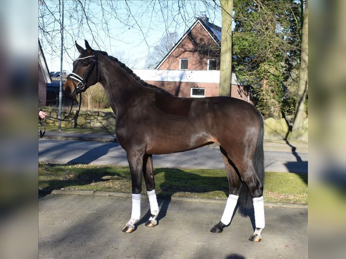 Hannoveraan Merrie 3 Jaar 162 cm Bruin in Fredenbeck