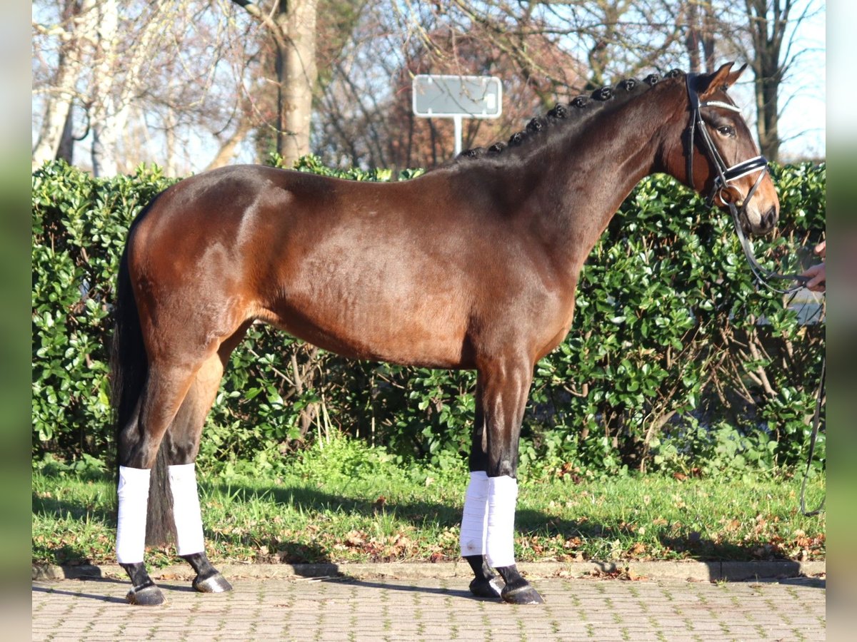 Hannoveraan Merrie 3 Jaar 163 cm Bruin in Selsingen