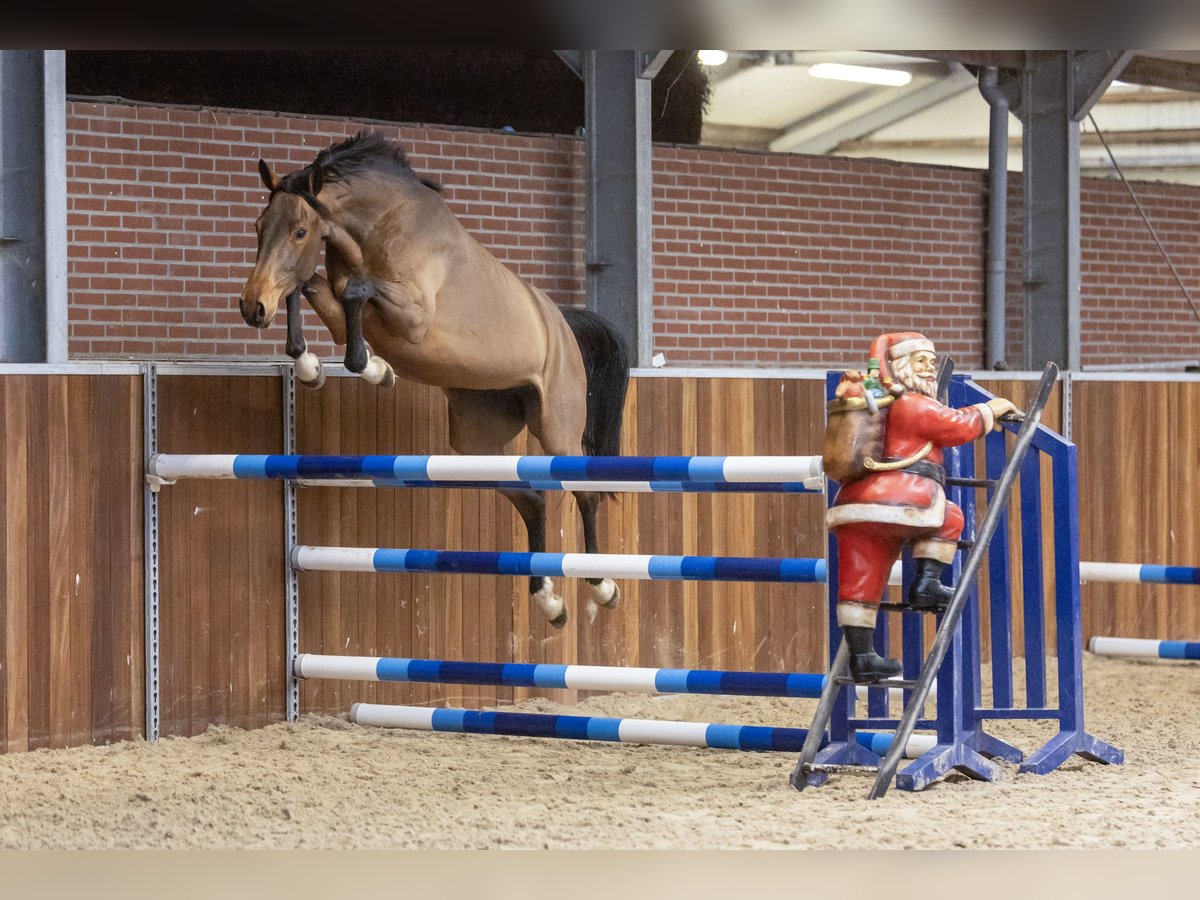 Hannoveraan Merrie 3 Jaar 163 cm Bruin in 3990