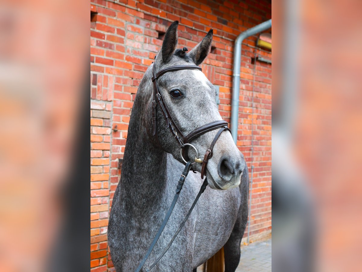 Hannoveraan Merrie 3 Jaar 163 cm Schimmel in Dannenberg (Elbe)