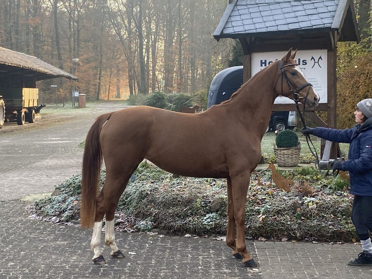 Hannoveraan Merrie 3 Jaar 163 cm Vos in Borstel