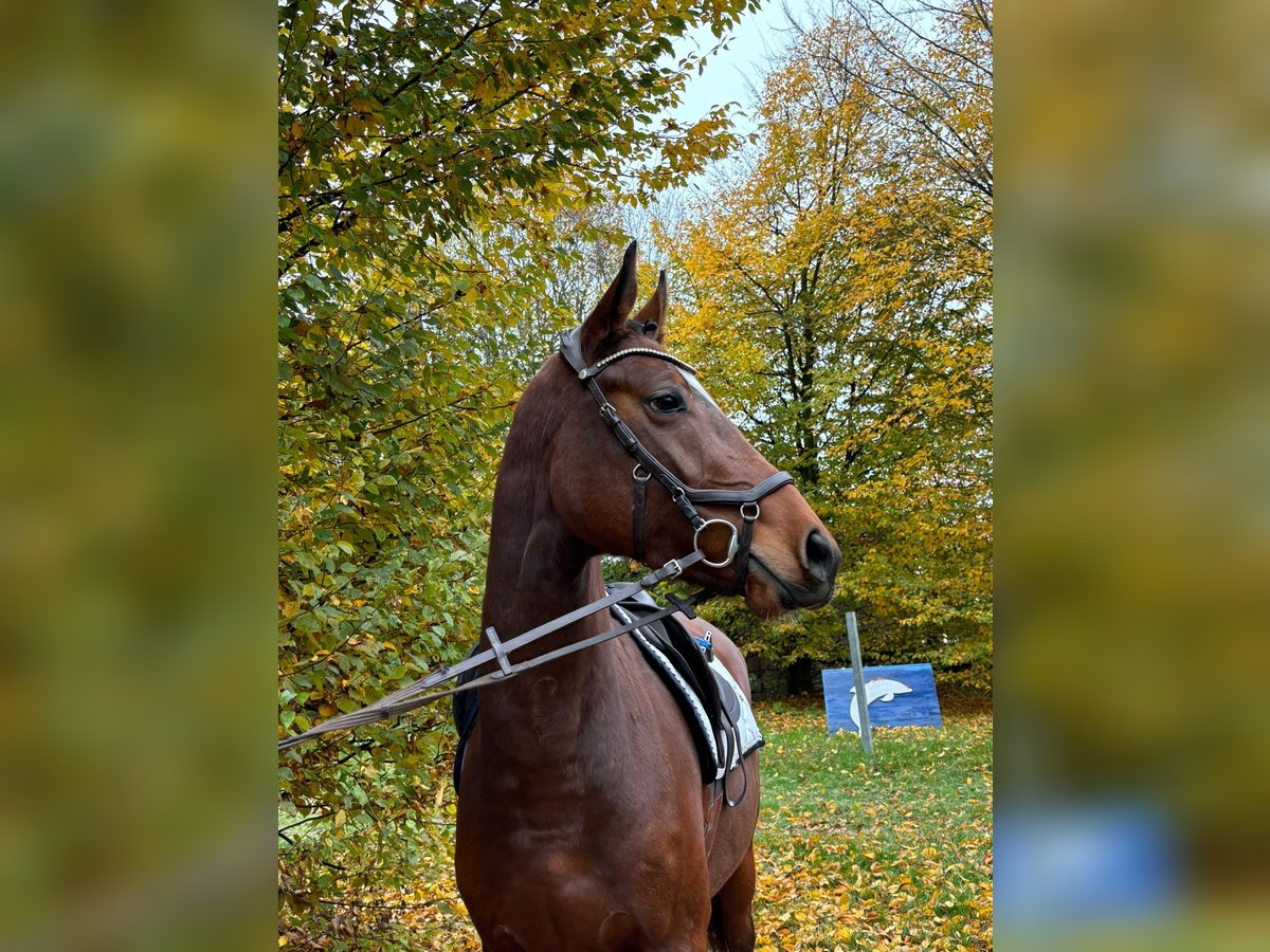 Hannoveraan Merrie 3 Jaar 165 cm Bruin in Altenstadt