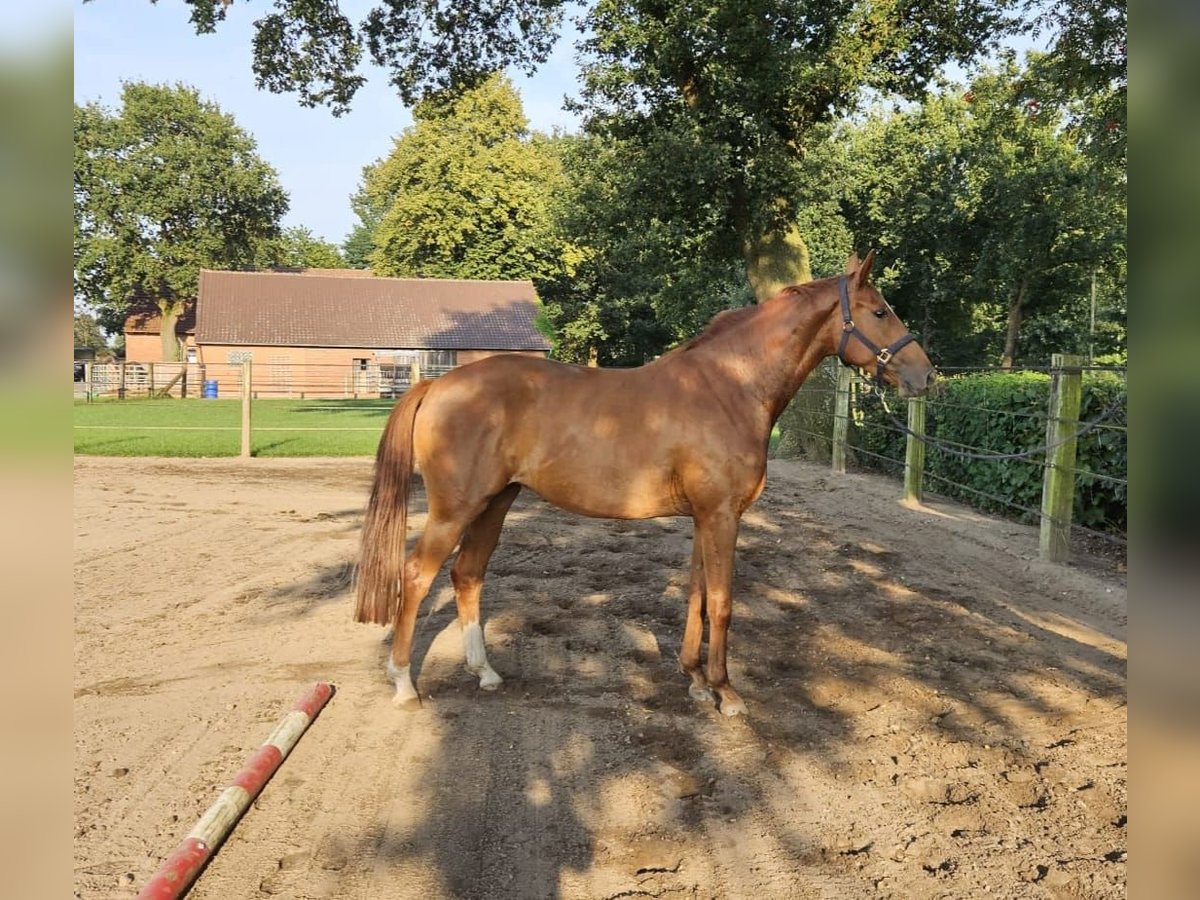 Hannoveraan Merrie 3 Jaar 165 cm Vos in Bückeburg Evesen