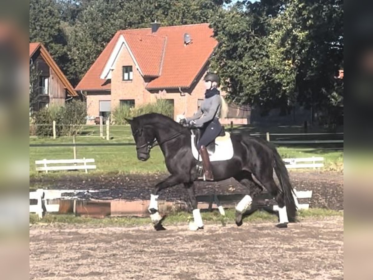 Hannoveraan Merrie 3 Jaar 165 cm Zwart in Kirchlinteln