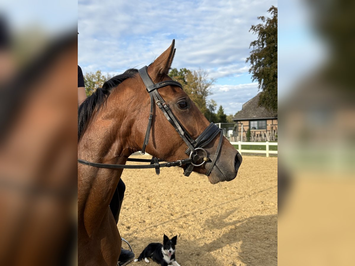 Hannoveraan Merrie 3 Jaar 166 cm Bruin in Bremerv&#xF6;rde