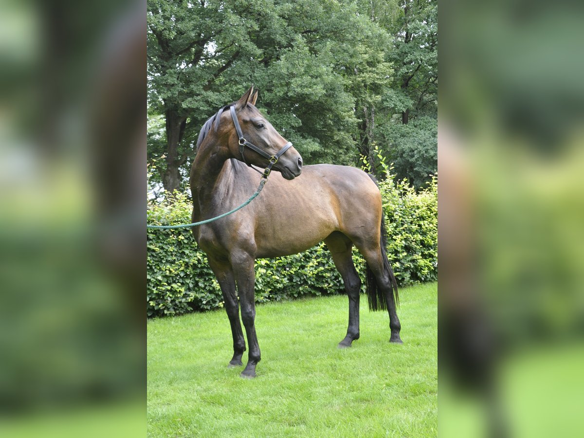 Hannoveraan Merrie 3 Jaar 166 cm Donkerbruin in Walsrode