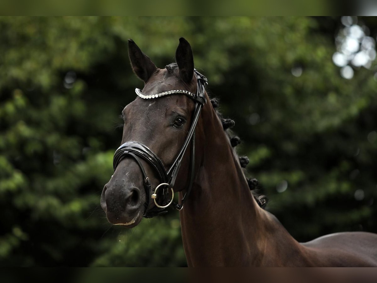 Hannoveraan Merrie 3 Jaar 166 cm Zwartbruin in Altenstadt