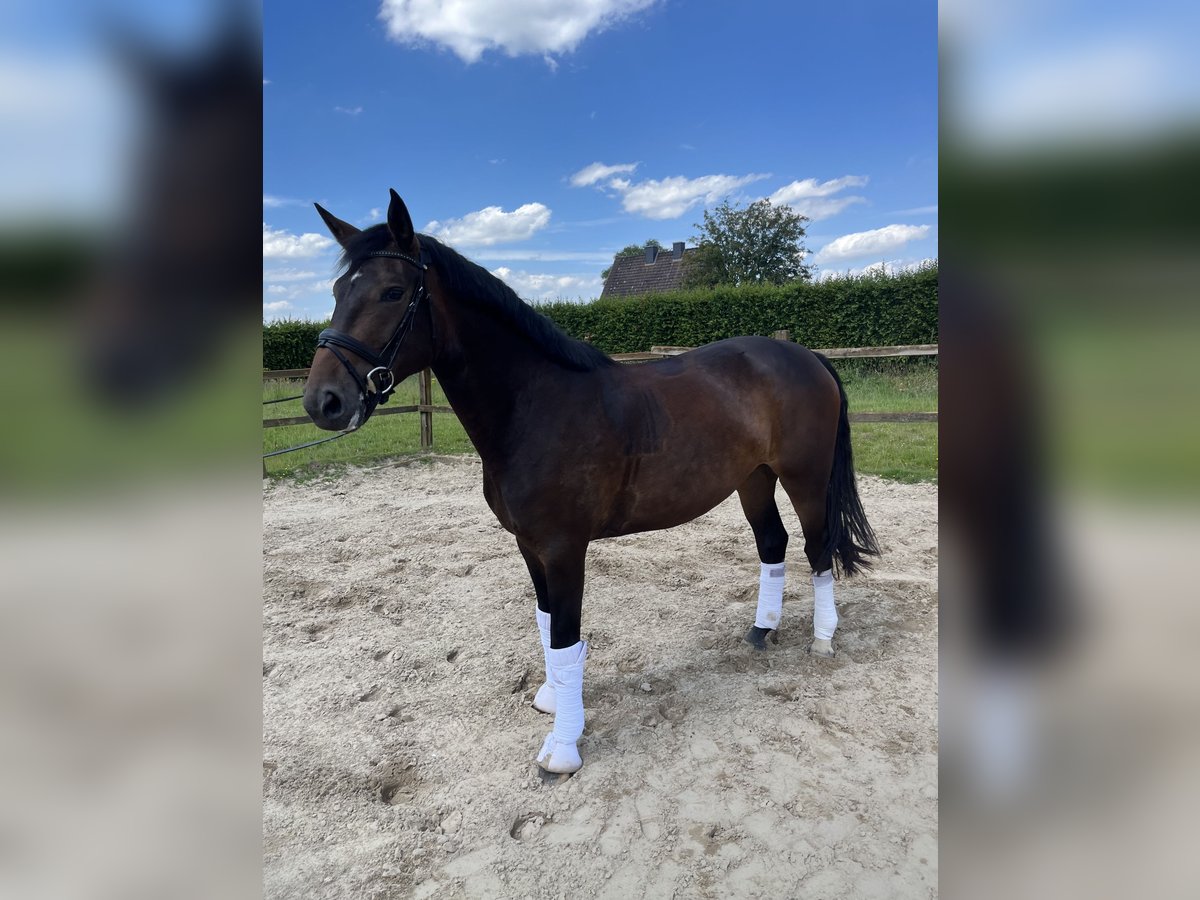 Hannoveraan Merrie 3 Jaar 167 cm Bruin in Guderhandviertel