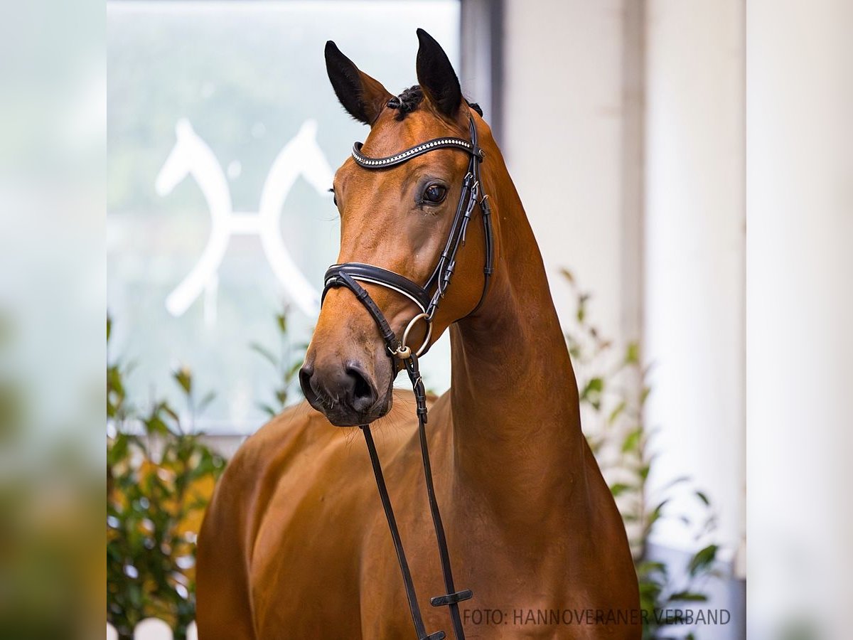 Hannoveraan Merrie 3 Jaar 167 cm Bruin in Verden