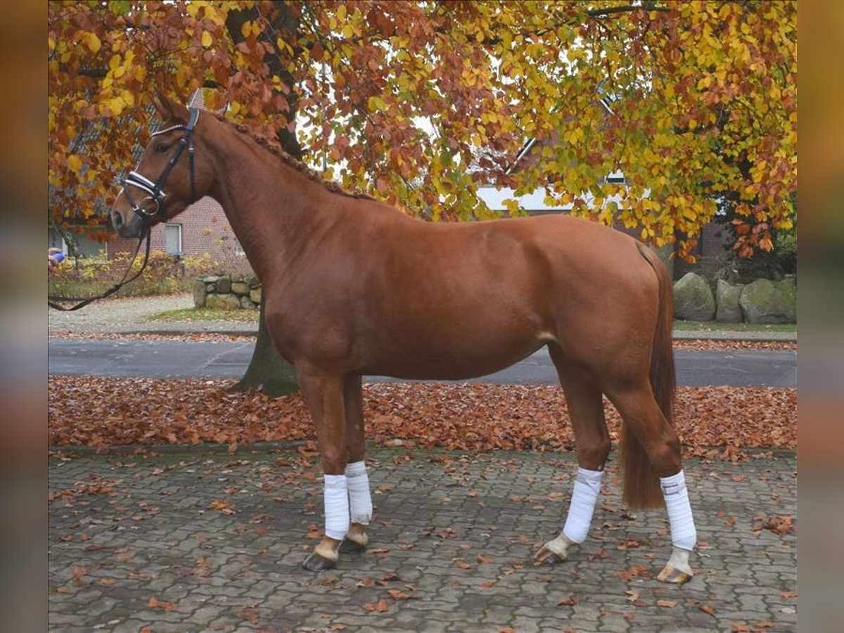 Hannoveraan Merrie 3 Jaar 167 cm Vos in Fredenbeck