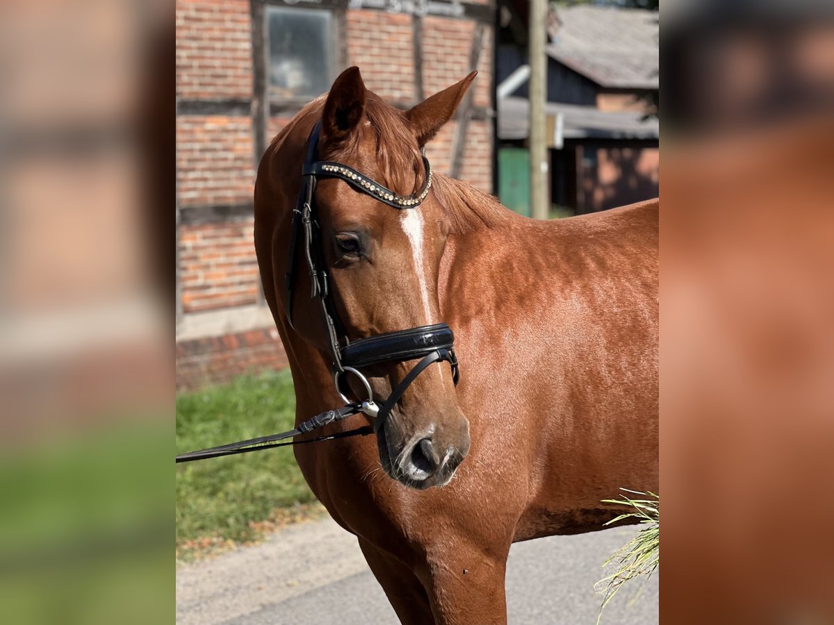 Hannoveraan Merrie 3 Jaar 167 cm Vos in Schwarmstedt