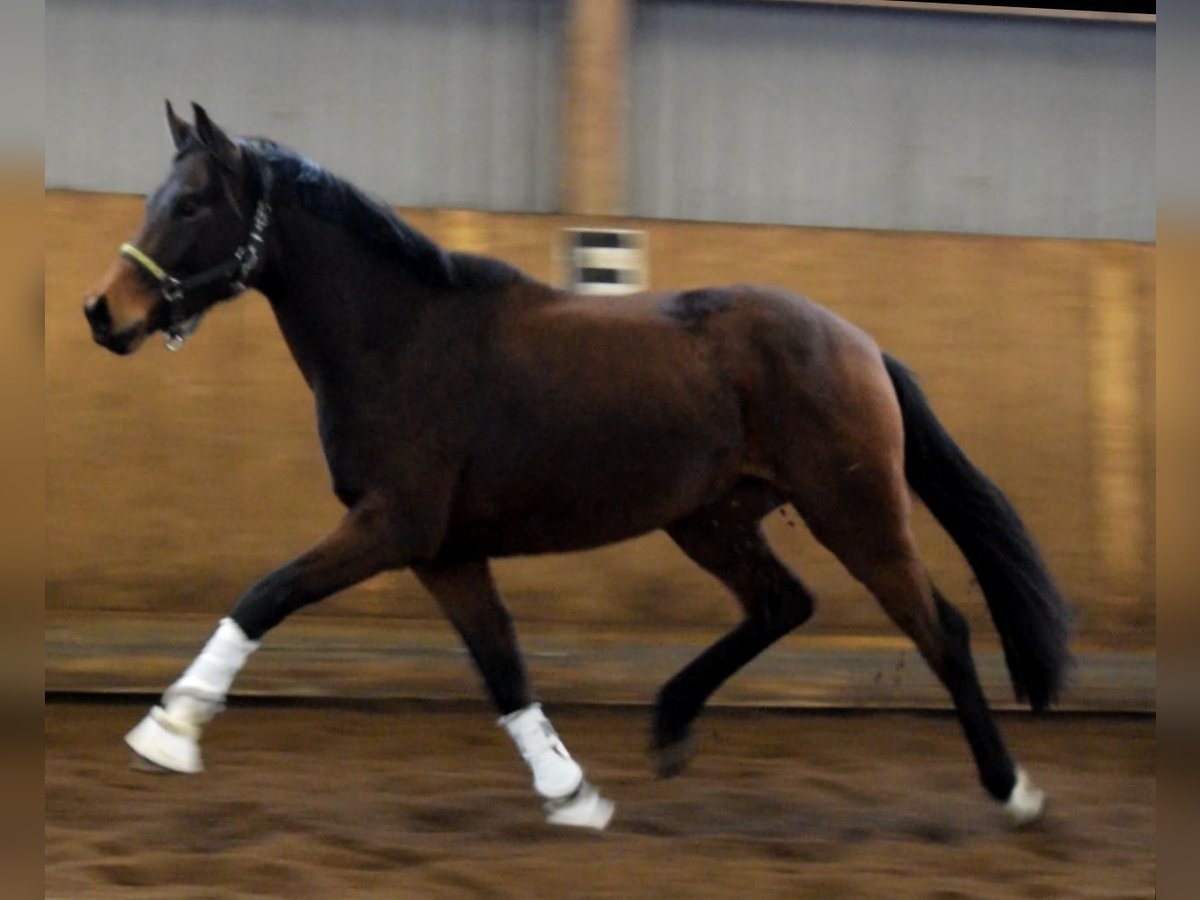 Hannoveraan Merrie 3 Jaar 168 cm Bruin in Fredenbeck