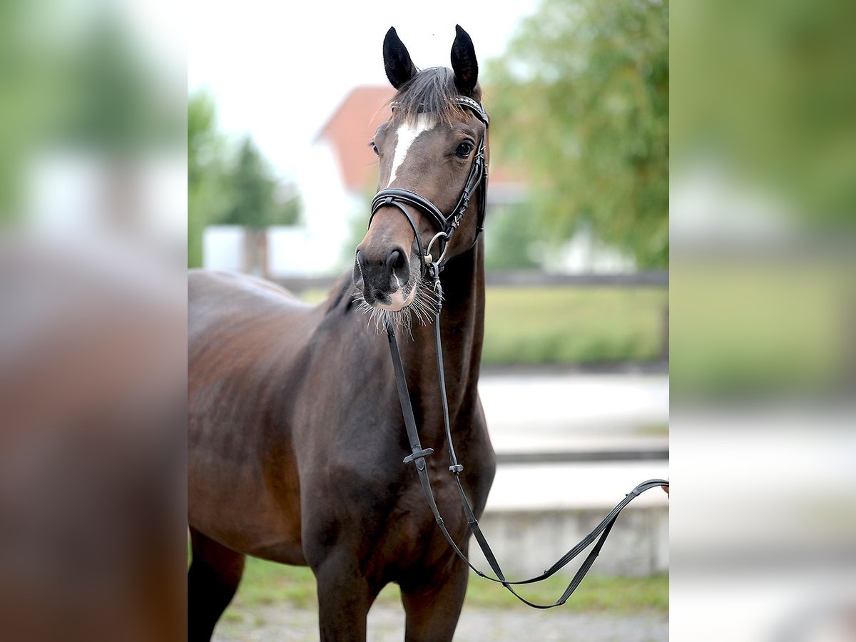 Hannoveraan Merrie 3 Jaar 168 cm Donkerbruin in Isernhagen