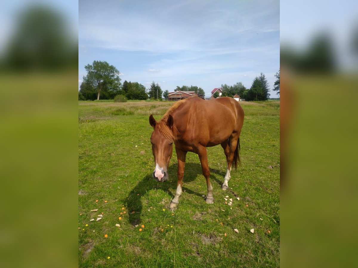 Hannoveraan Merrie 3 Jaar 168 cm Vos in Ihlienworth