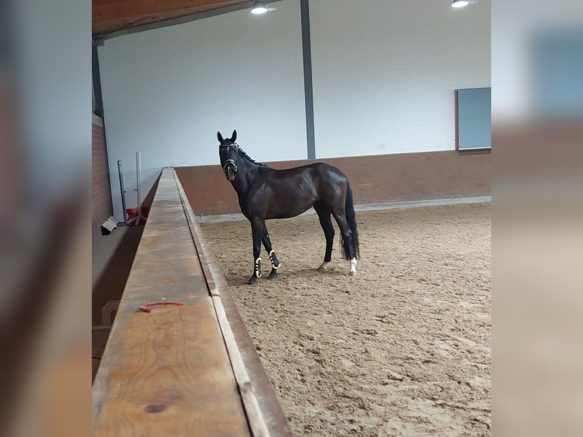 Hannoveraan Merrie 3 Jaar 168 cm Zwart in Dornum Nesse