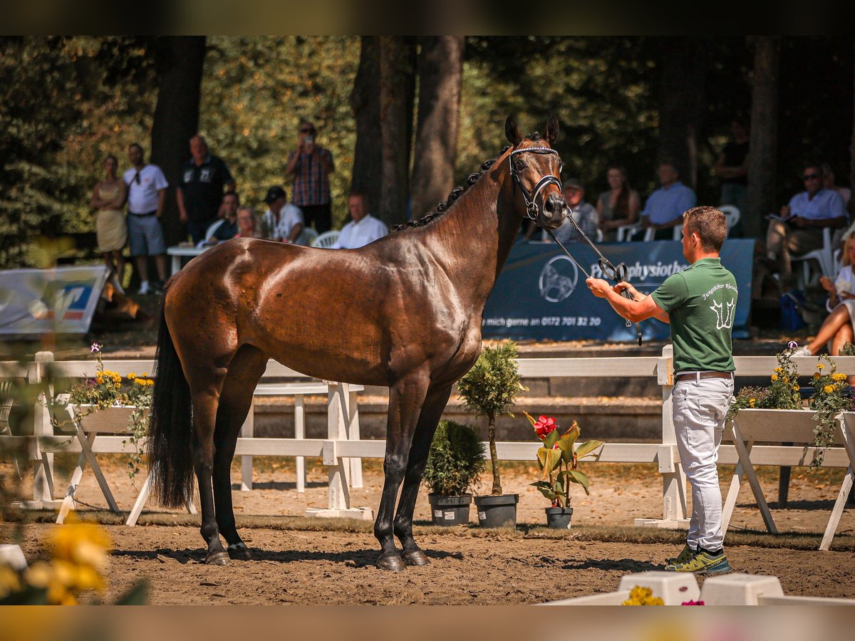 Hannoveraan Merrie 3 Jaar 168 cm Zwartbruin in Moers