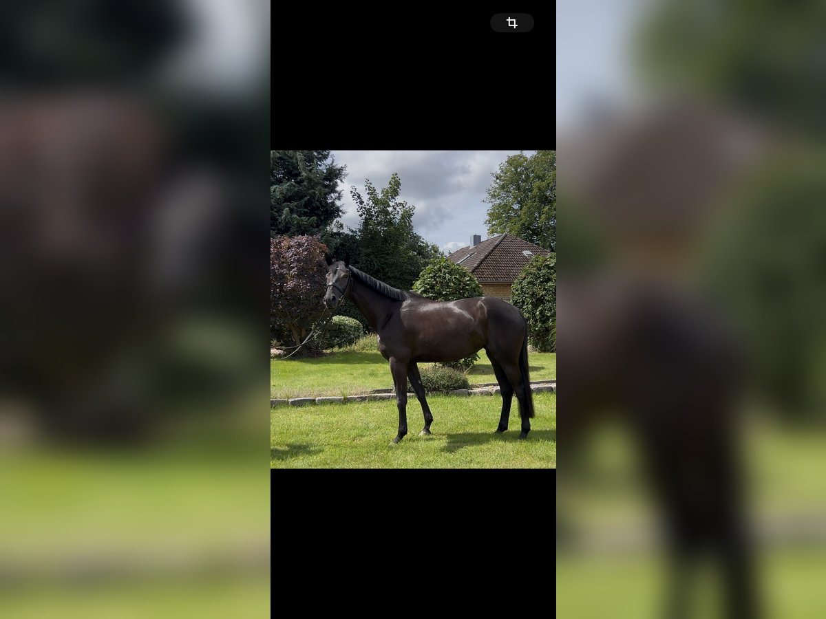 Hannoveraan Merrie 3 Jaar 168 cm Zwartbruin in Selk
