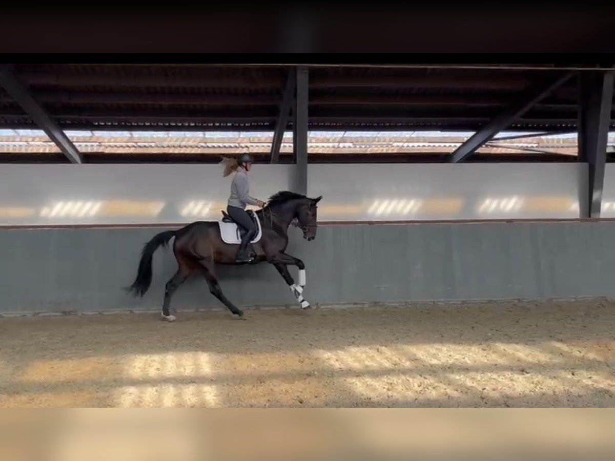 Hannoveraan Merrie 3 Jaar 169 cm Zwartbruin in Uetze