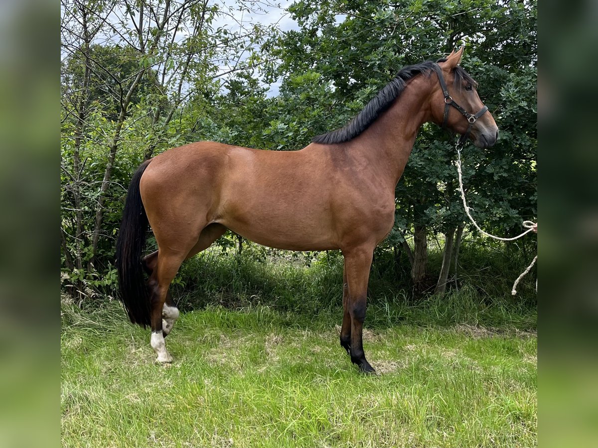 Hannoveraan Merrie 3 Jaar 170 cm Bruin in Werlte