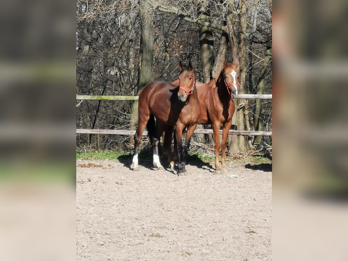 Hannoveraan Merrie 3 Jaar 170 cm Bruin in Vienenburg