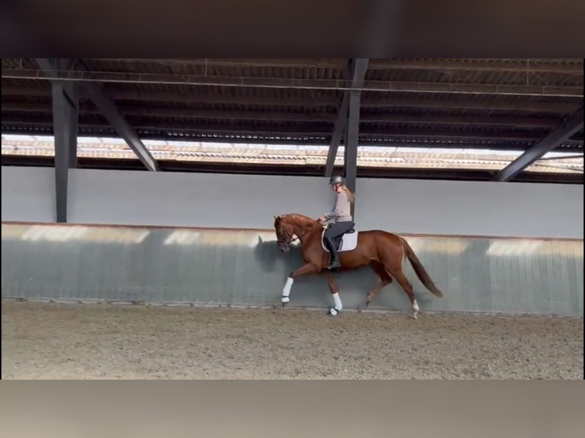 Hannoveraan Merrie 3 Jaar 170 cm Vos in Uetze