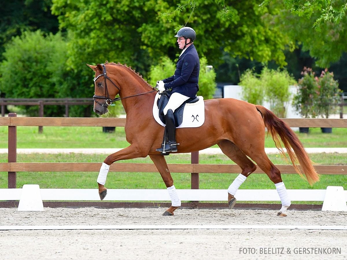 Hannoveraan Merrie 3 Jaar 170 cm Vos in Verden