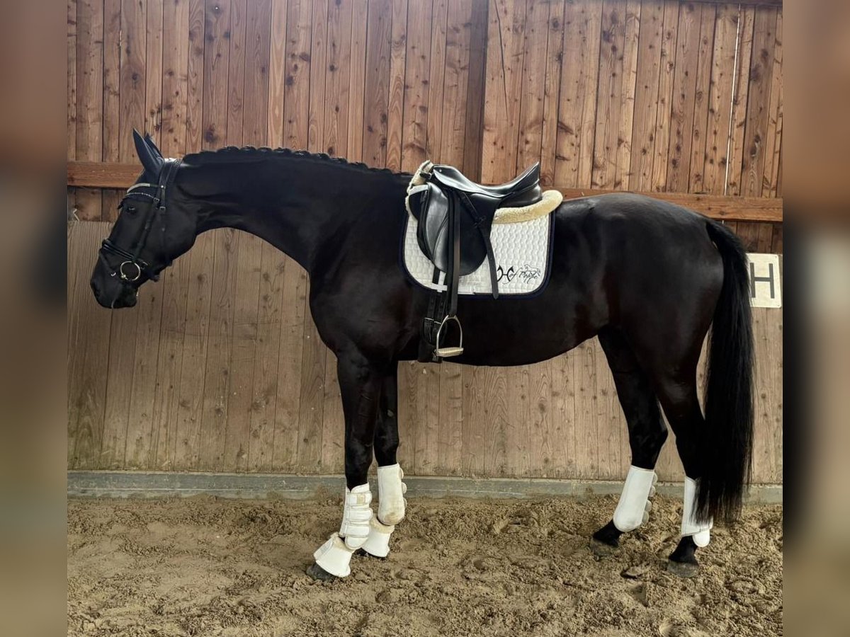 Hannoveraan Merrie 3 Jaar 170 cm Zwart in Neustadt am R&#xFC;benberge
