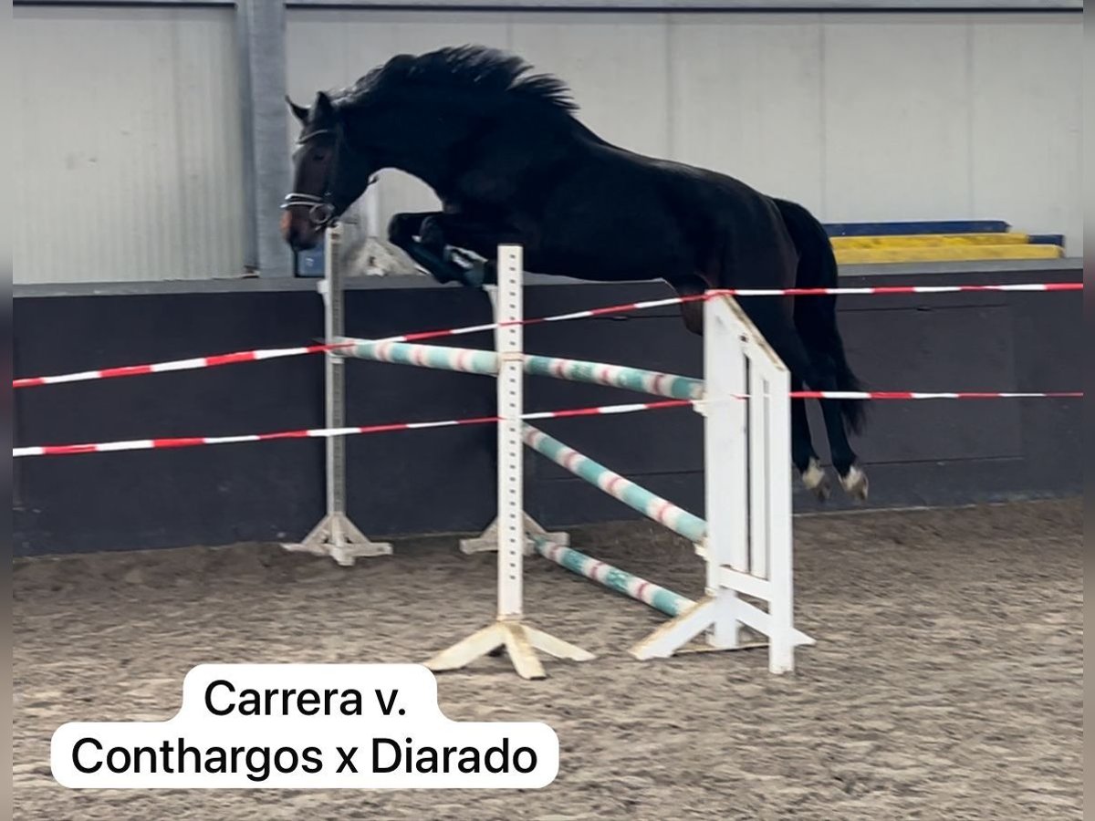 Hannoveraan Merrie 3 Jaar 170 cm Zwartbruin in Moers