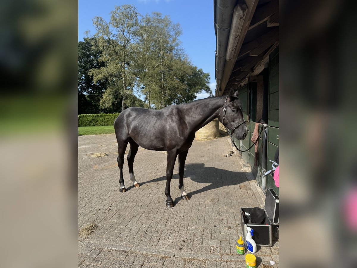 Hannoveraan Merrie 3 Jaar 171 cm kan schimmel zijn in Jever