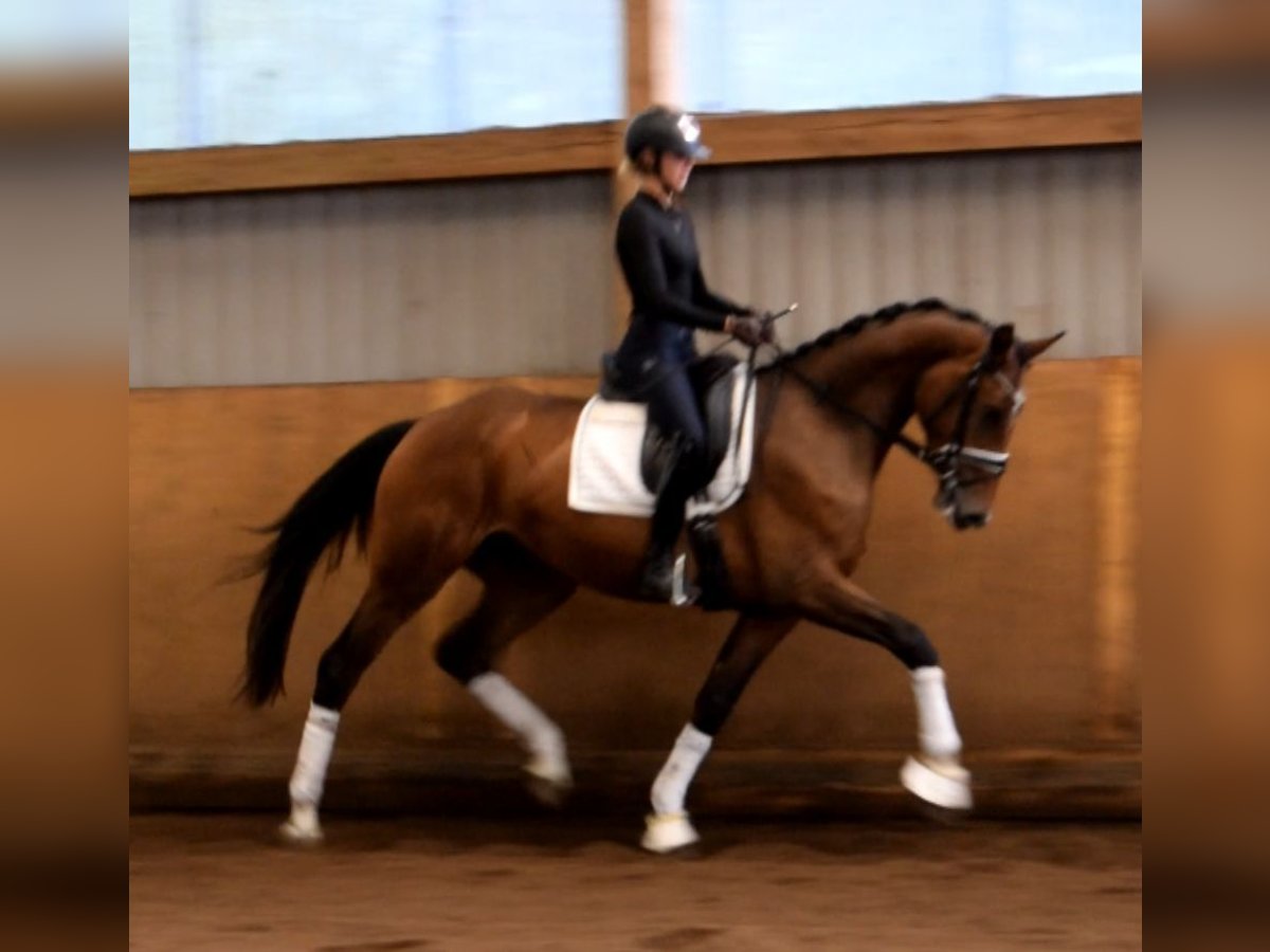 Hannoveraan Merrie 3 Jaar 172 cm Bruin in Fredenbeck