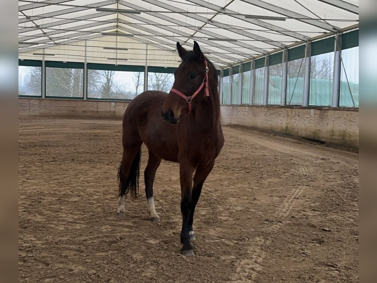 Hannoveraan Merrie 3 Jaar 175 cm Bruin in Babenhausen-Hergershausen