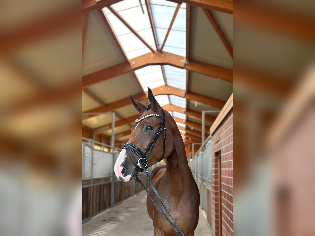 Hannoveraan Merrie 3 Jaar 177 cm Bruin in Bruchsal