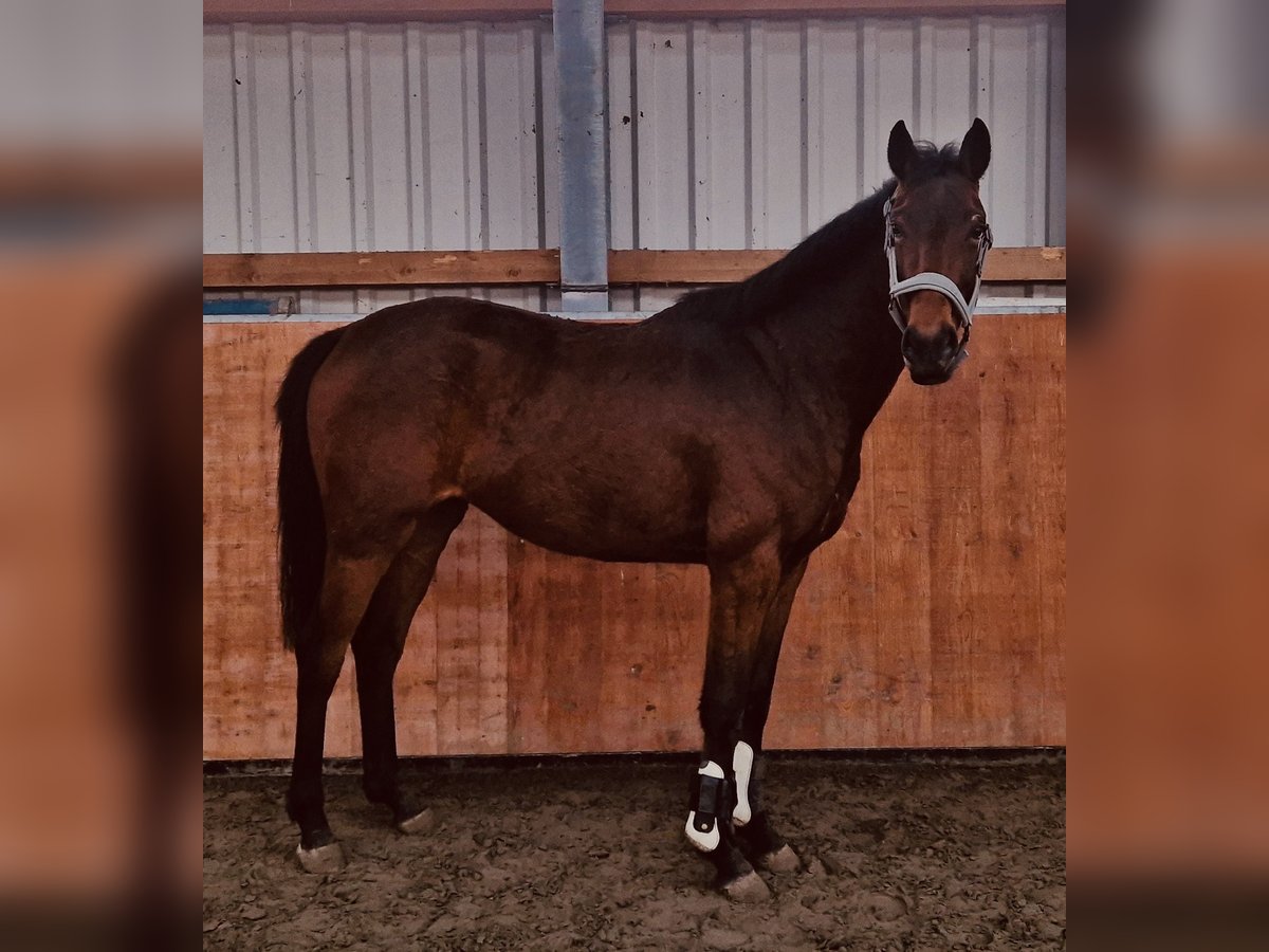 Hannoveraan Merrie 3 Jaar Bruin in Kaiser-Wilhelm-Koog