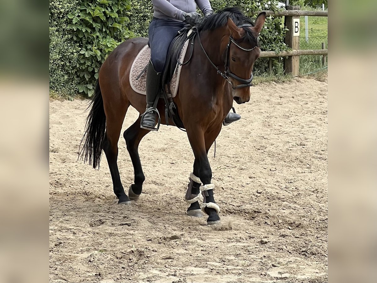 Hannoveraan Merrie 4 Jaar 147 cm Bruin in Geilenkirchen