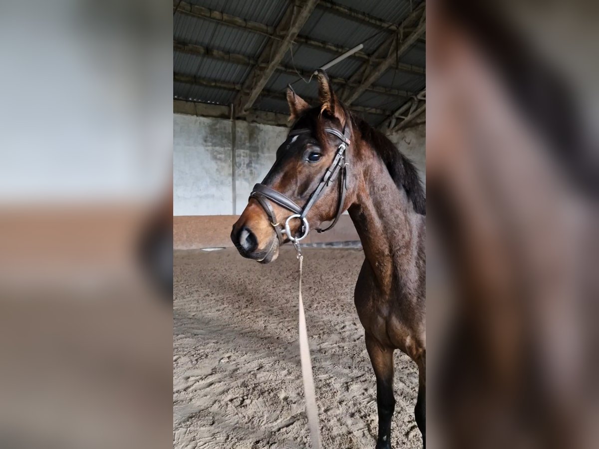 Hannoveraan Merrie 4 Jaar 150 cm Bruin in Rothenburg/Oberlausitz